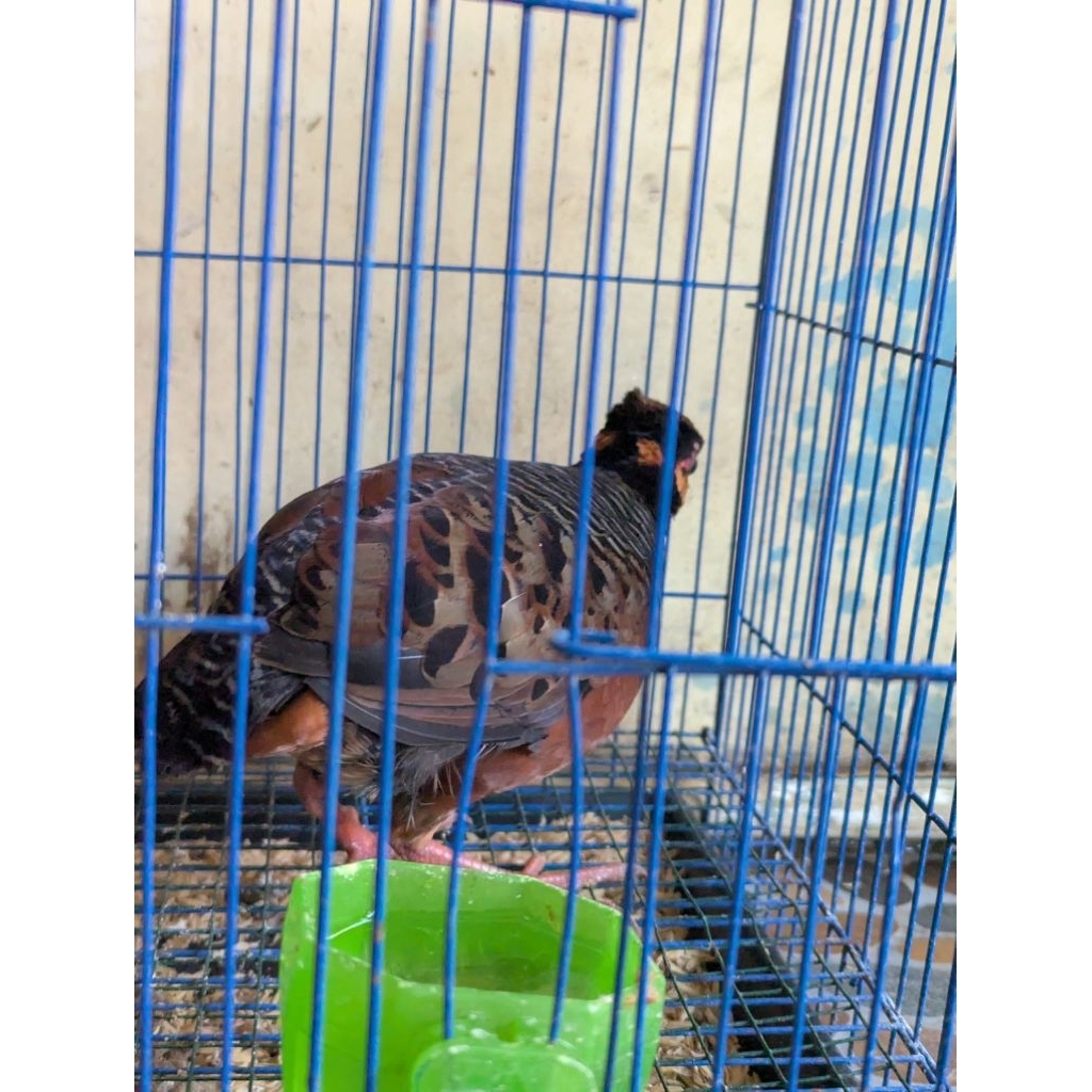 Puyuh Gonggong Jabar Betina