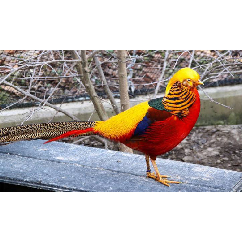 

TELUR FERTIL GOLDEN PHEASENT UNTUK DI TETASKAN