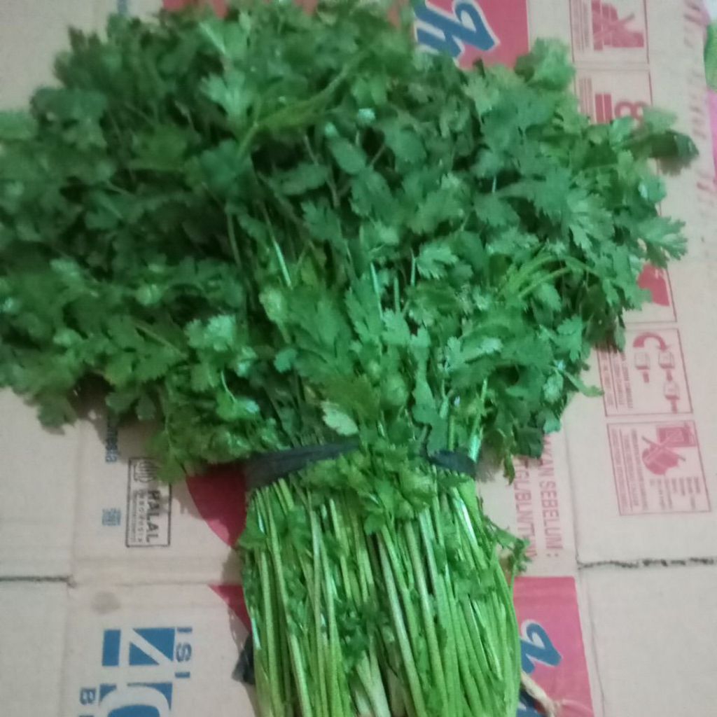 

Sayur Daun Ketumbar / Cilantro segar Perikat