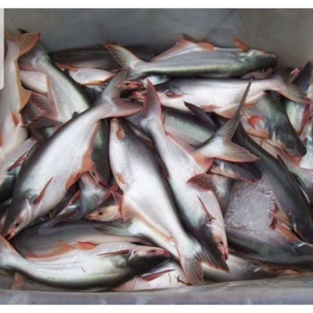 

Ikan Patin Fresh (Ikan Segar)