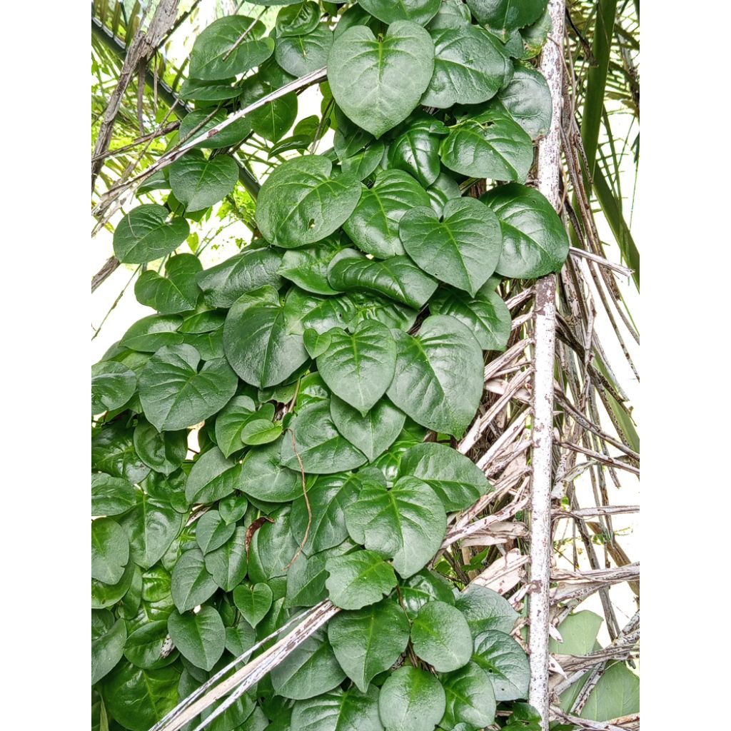 

Daun binahong segar 50 Lembar + bonus bibitnya