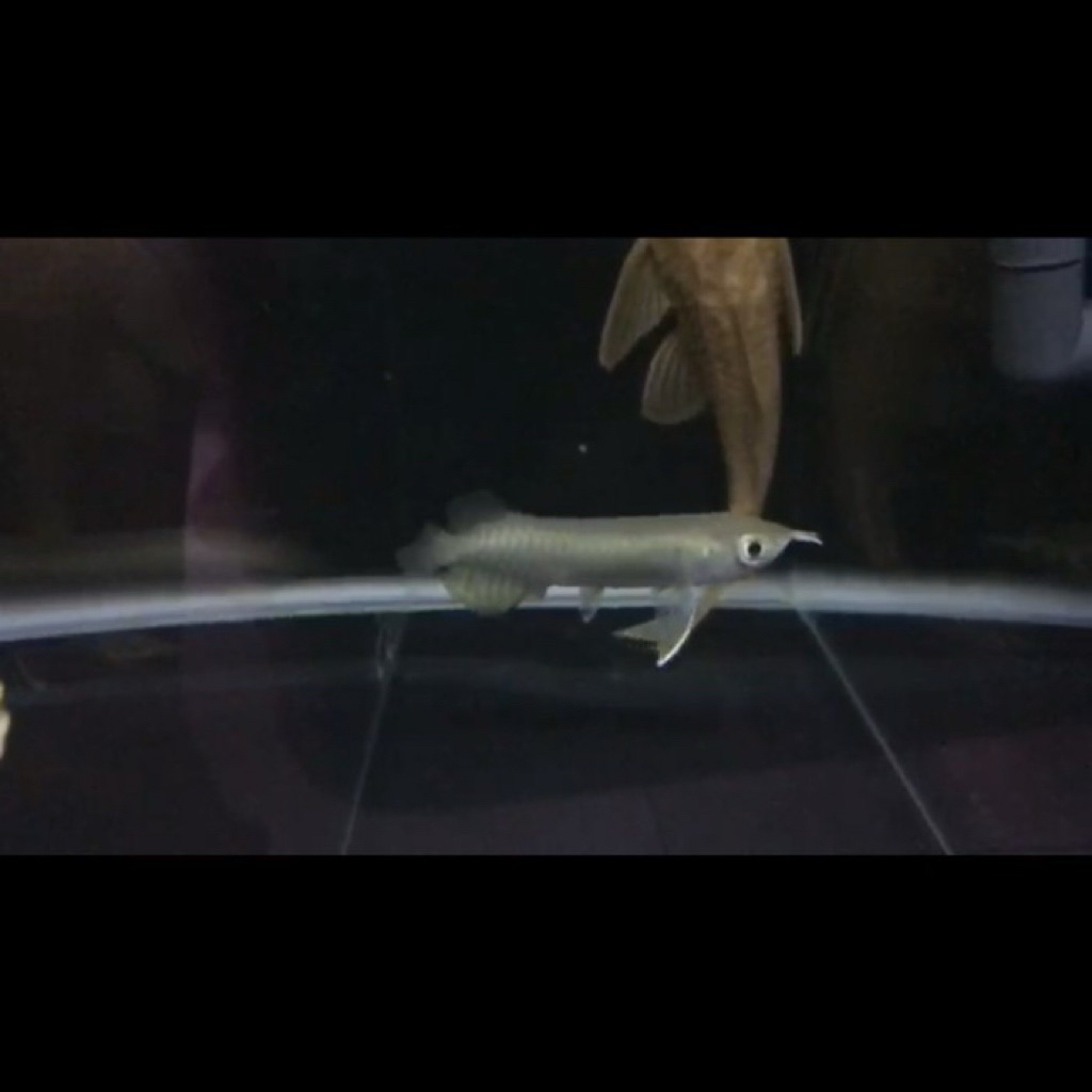 Arowana Green Pino / arwana green pino 12cm ITL ( I Tiaw Lung )