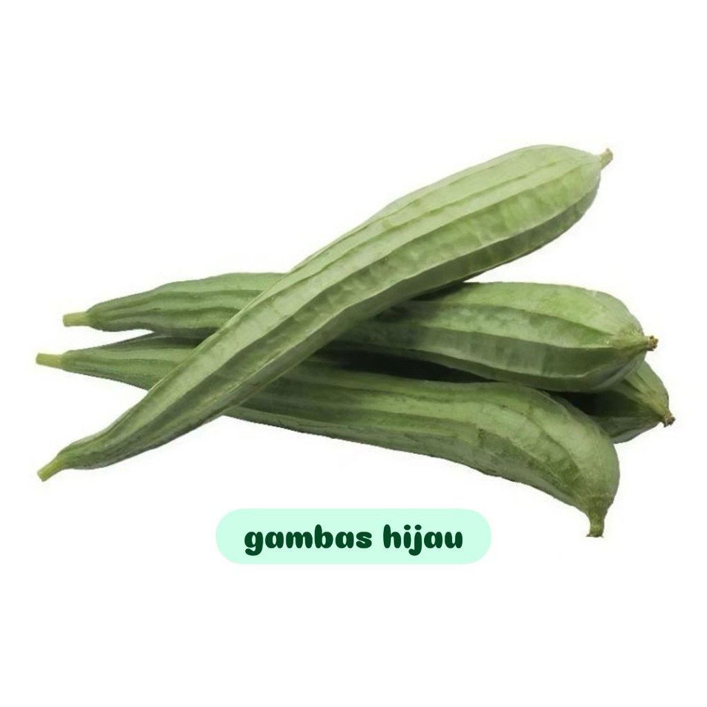 

Gambas fresh hijau 500gr-1kg