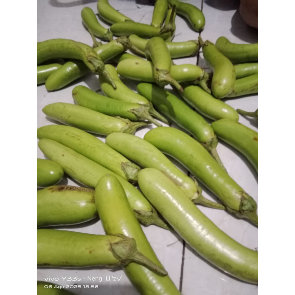 

TERONG SEGAR ISI 1 KG