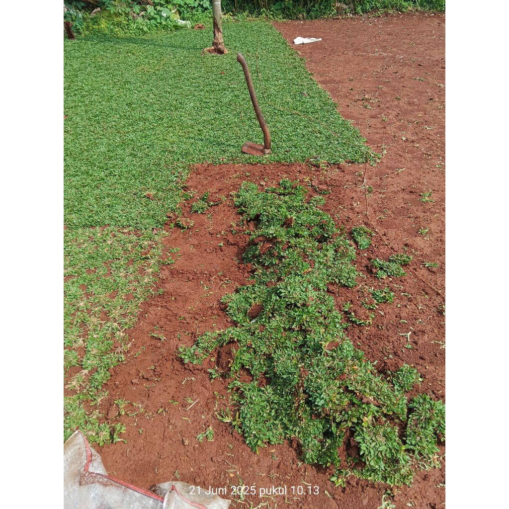 rumput gajah mini 1 meter