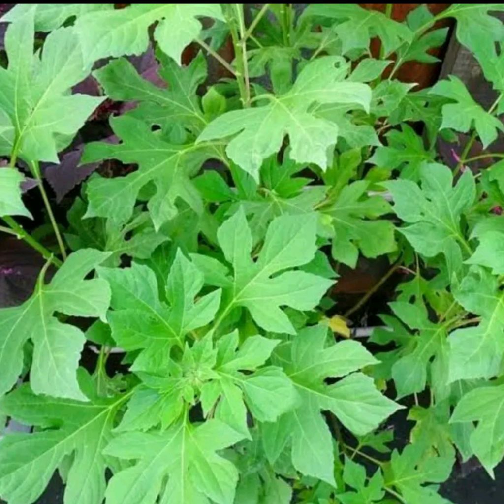 

Daun insulin segar atau Ki pahit 250 g