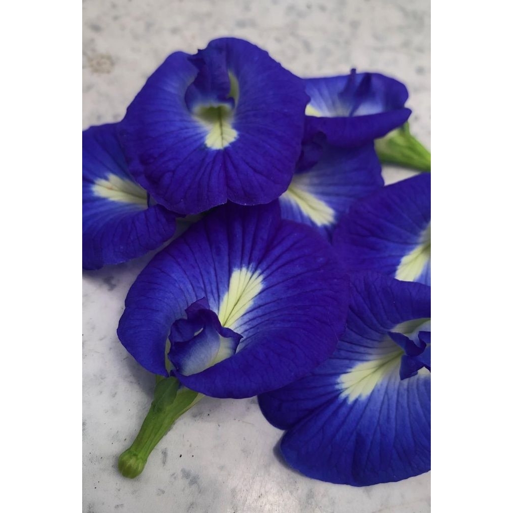 

Bunga Telang Kering Dried Butterfly Pea Organik Flower Tea / Teh Biru