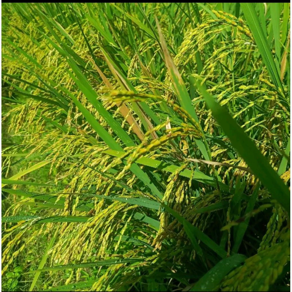 Benih bibit padi ketan putih umur pendek 1kg