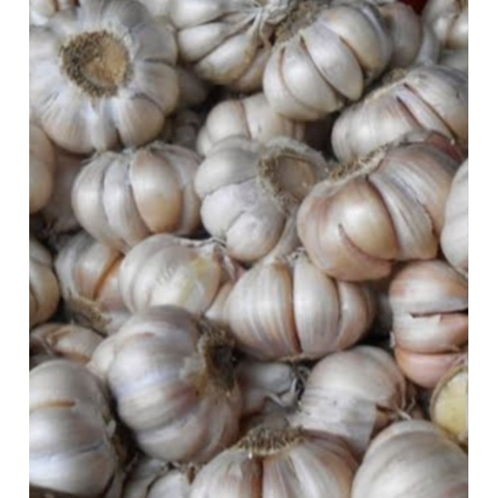 

Bawang putih bumbu masak