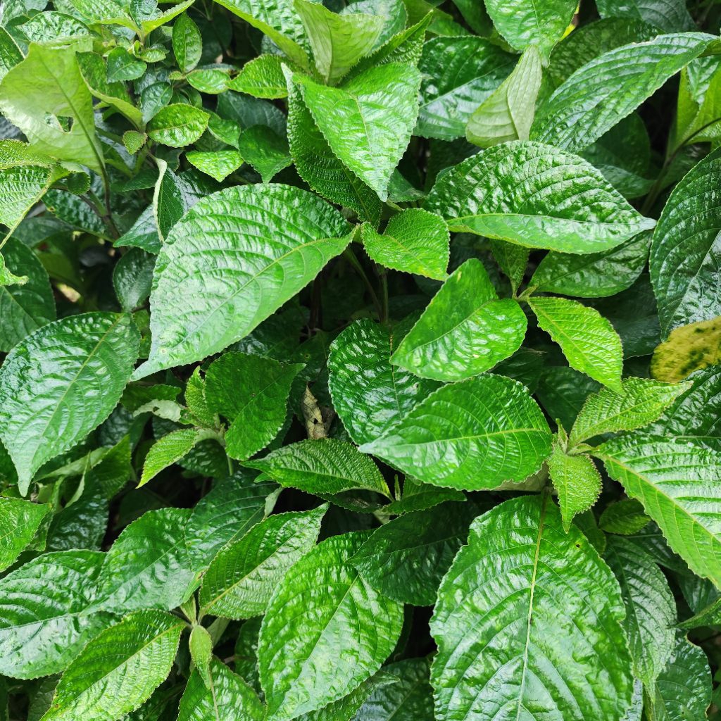 

daun keji beling 110 lembar