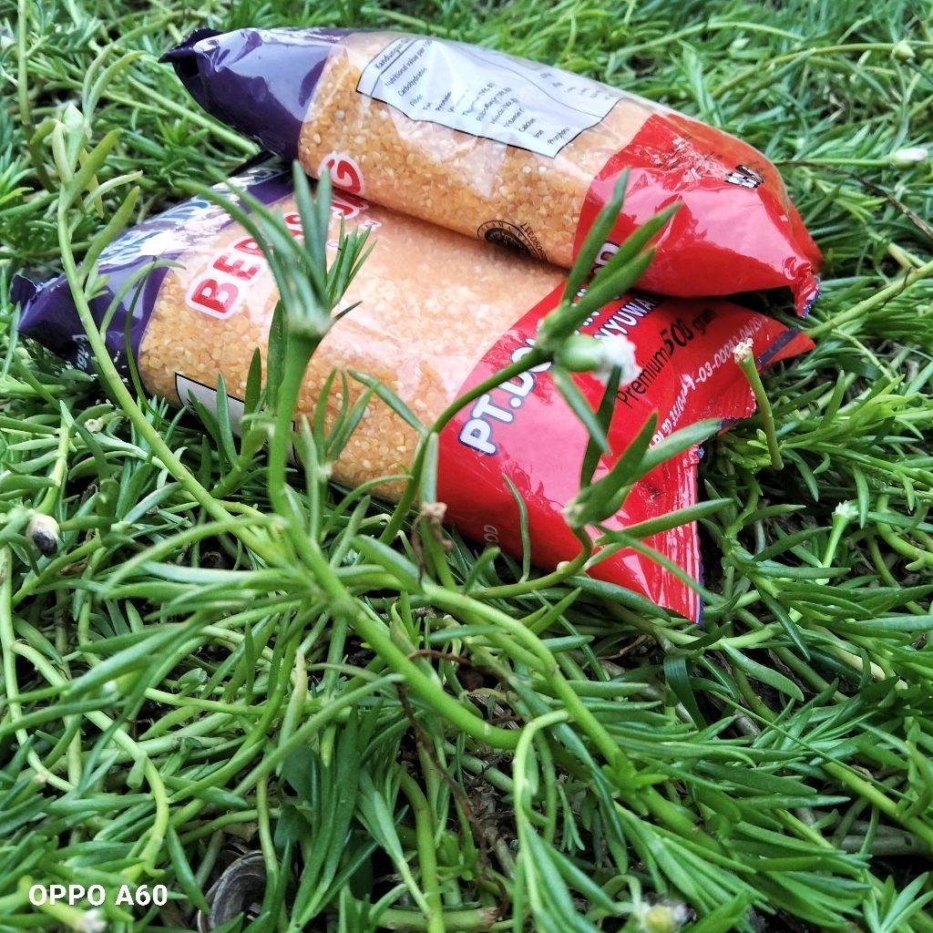 

[1 KILOGRAM] BERAS JAGUNG DOLLAR KEMASAN 500 GRAM | BERAS JAGUNG MURAH