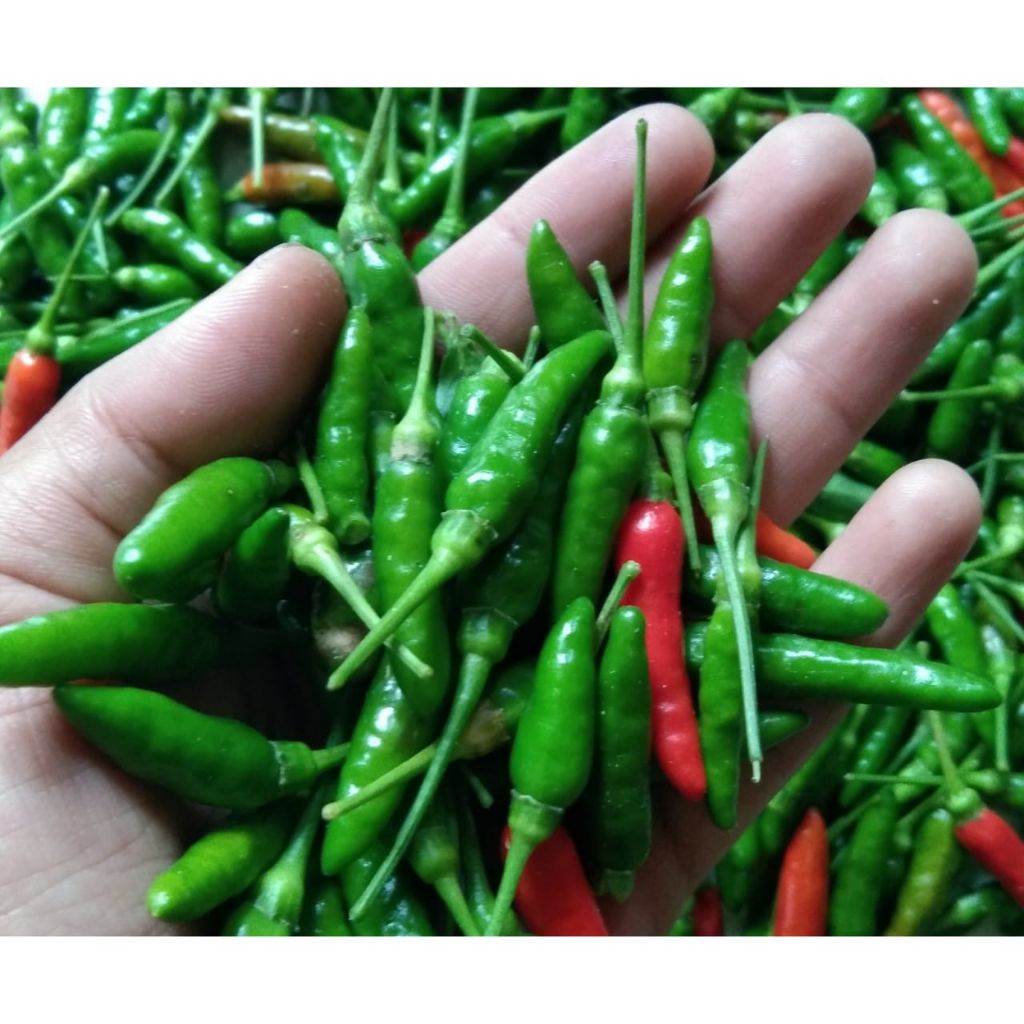 

Cabai Rawit Segar 500 gram