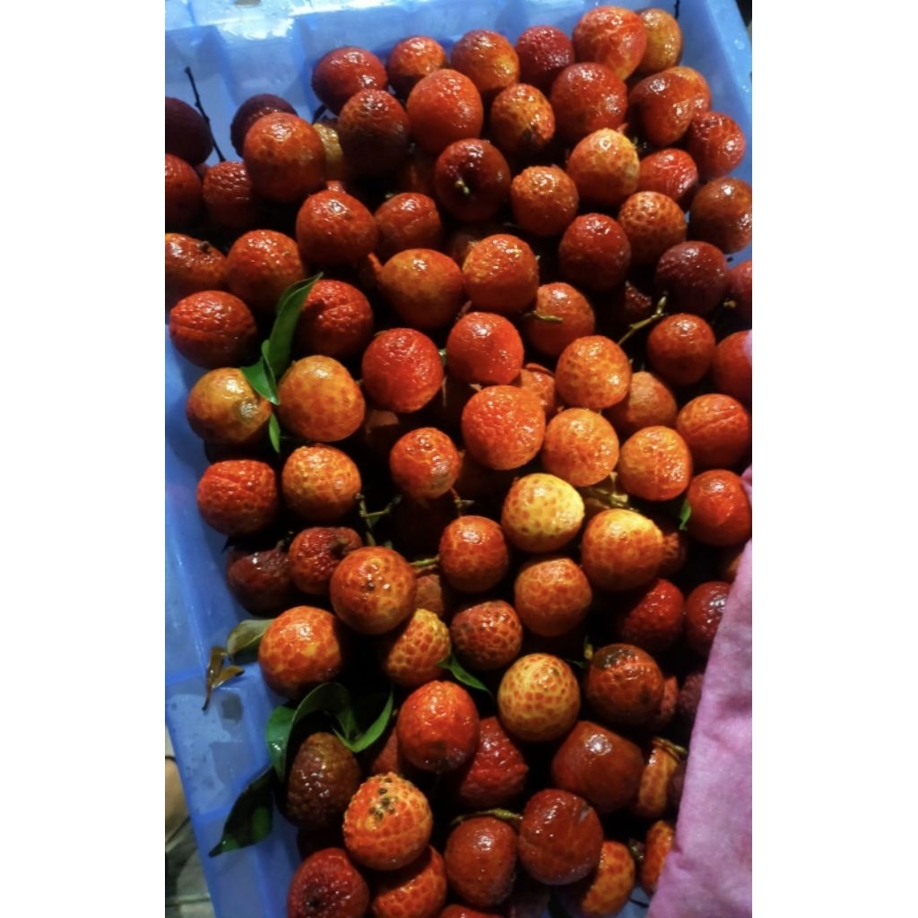 

Leci sari leci segar