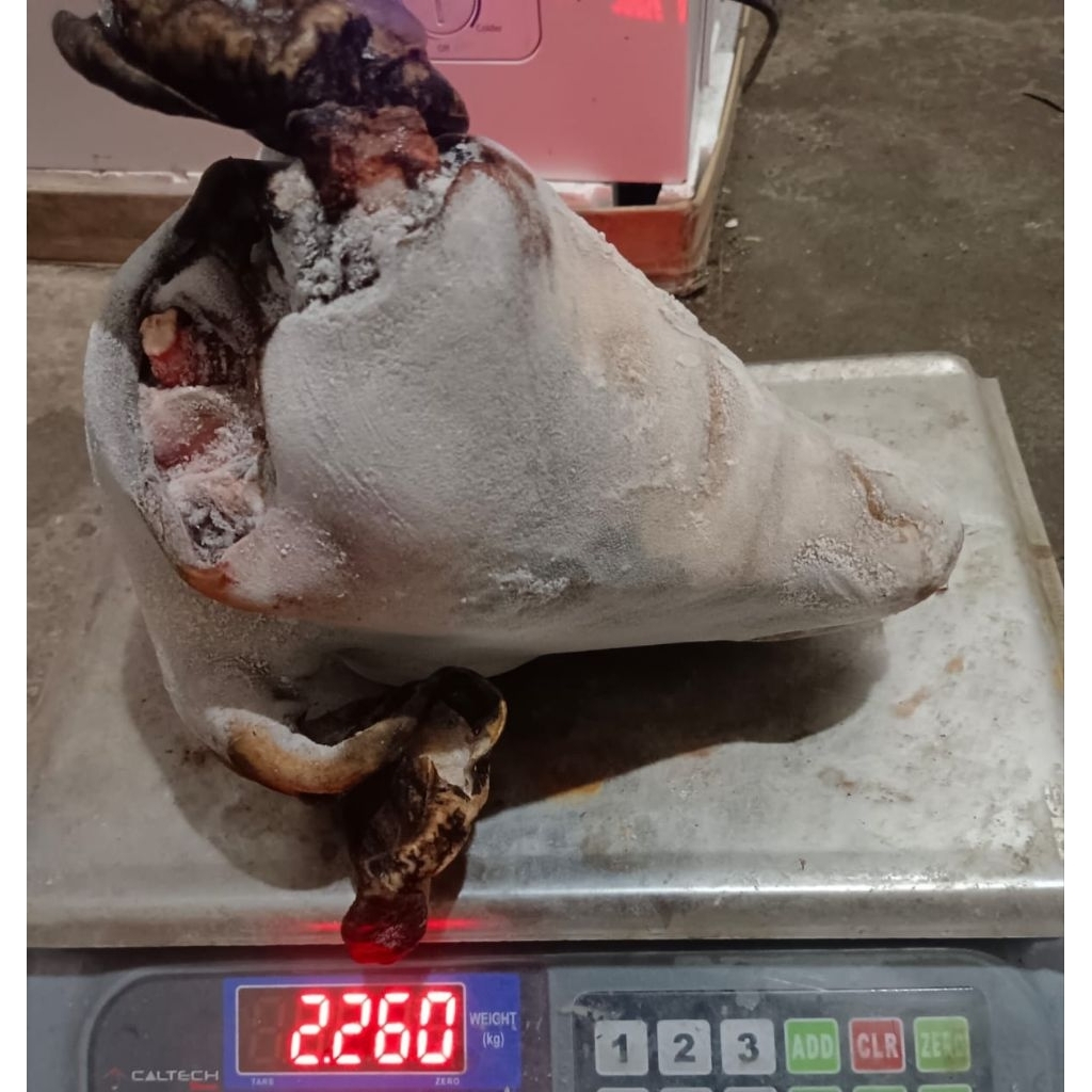 

kepala kambing murah surabaya siap masak