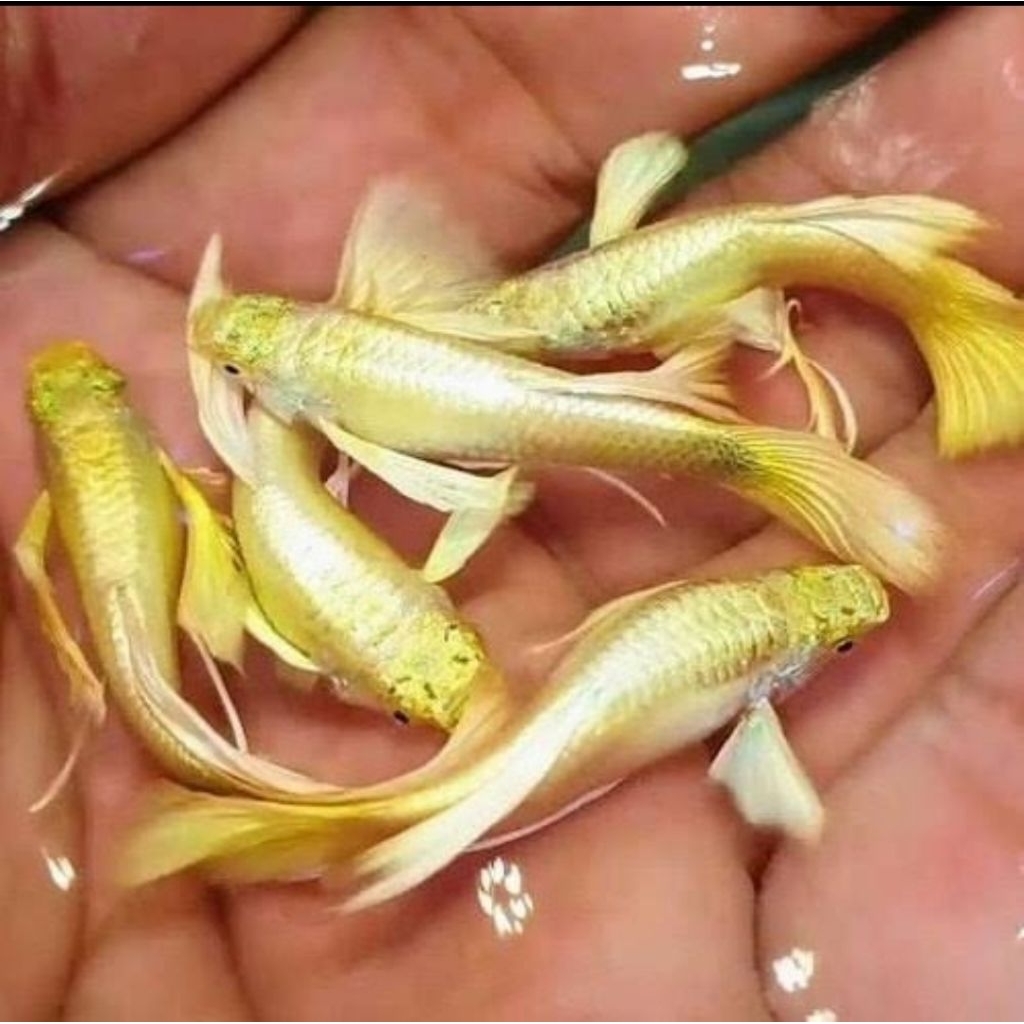 Ikan Guppy Full Gold line Vietnam (Sepasang)