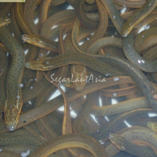

Ikan Belut Hidup 1Kg Ikan Belut Segar Belut Sawah
