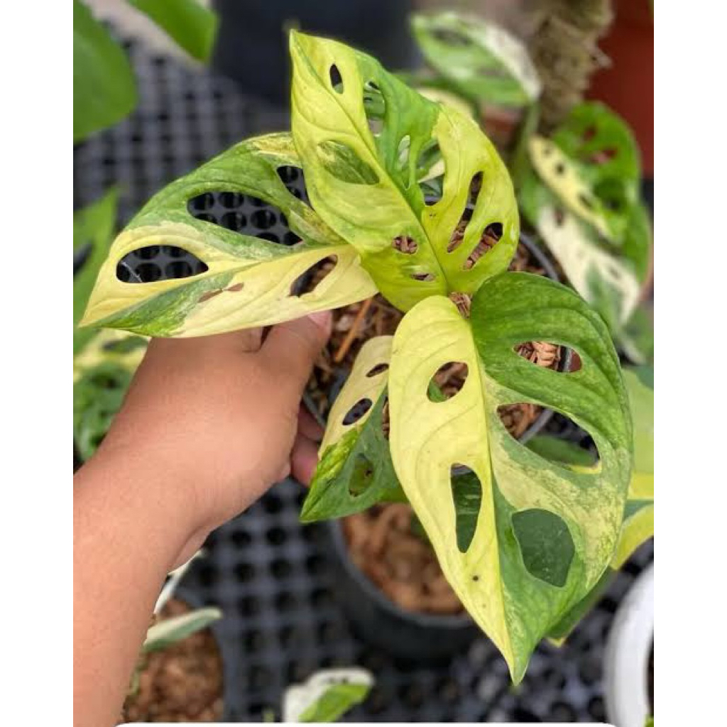Janbol Jepang Varigata Yellow 1-2 Daun Original / Janbol Japan Variegata Kuning / Monstera Acuminata