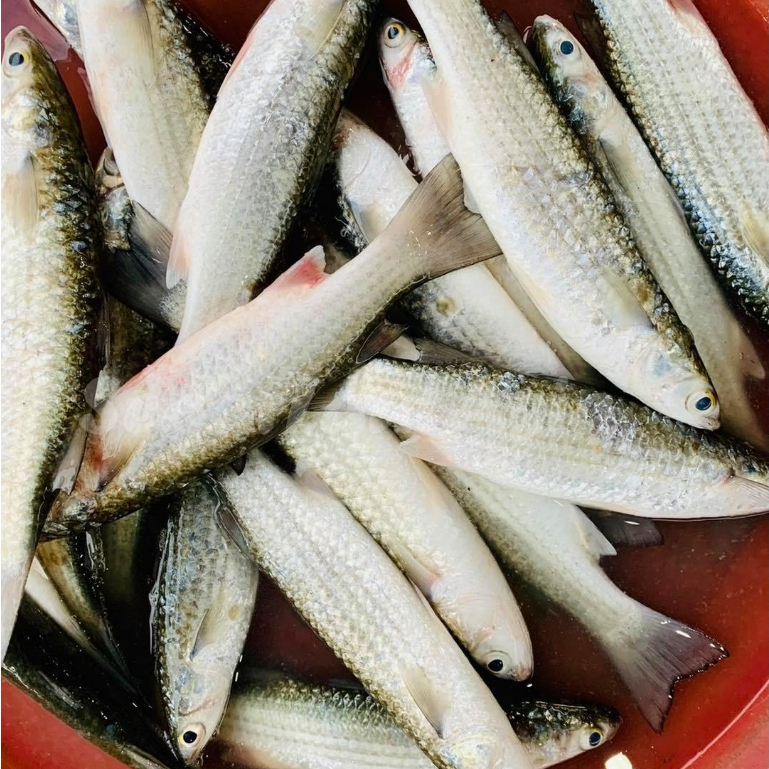 

Ikan Belanak 1Kg Ikan Belanak Segar Ikan Blanak