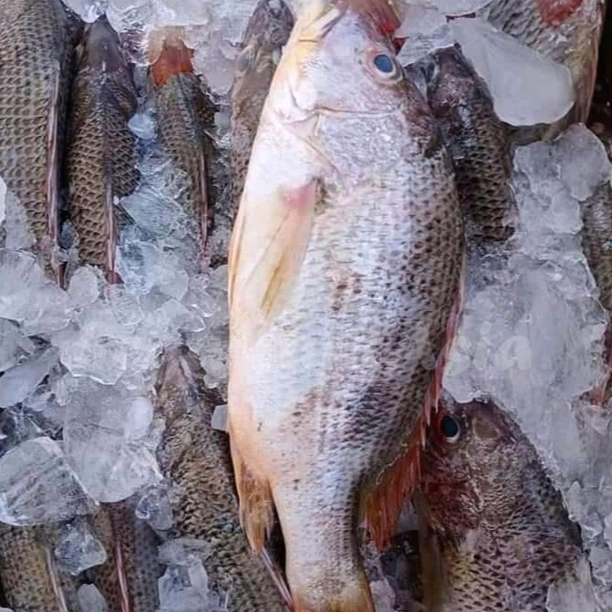 

Ikan Kakap Merah 1Kg Ikan Kakap Merah Jenaha Ikan Jenaha Segar
