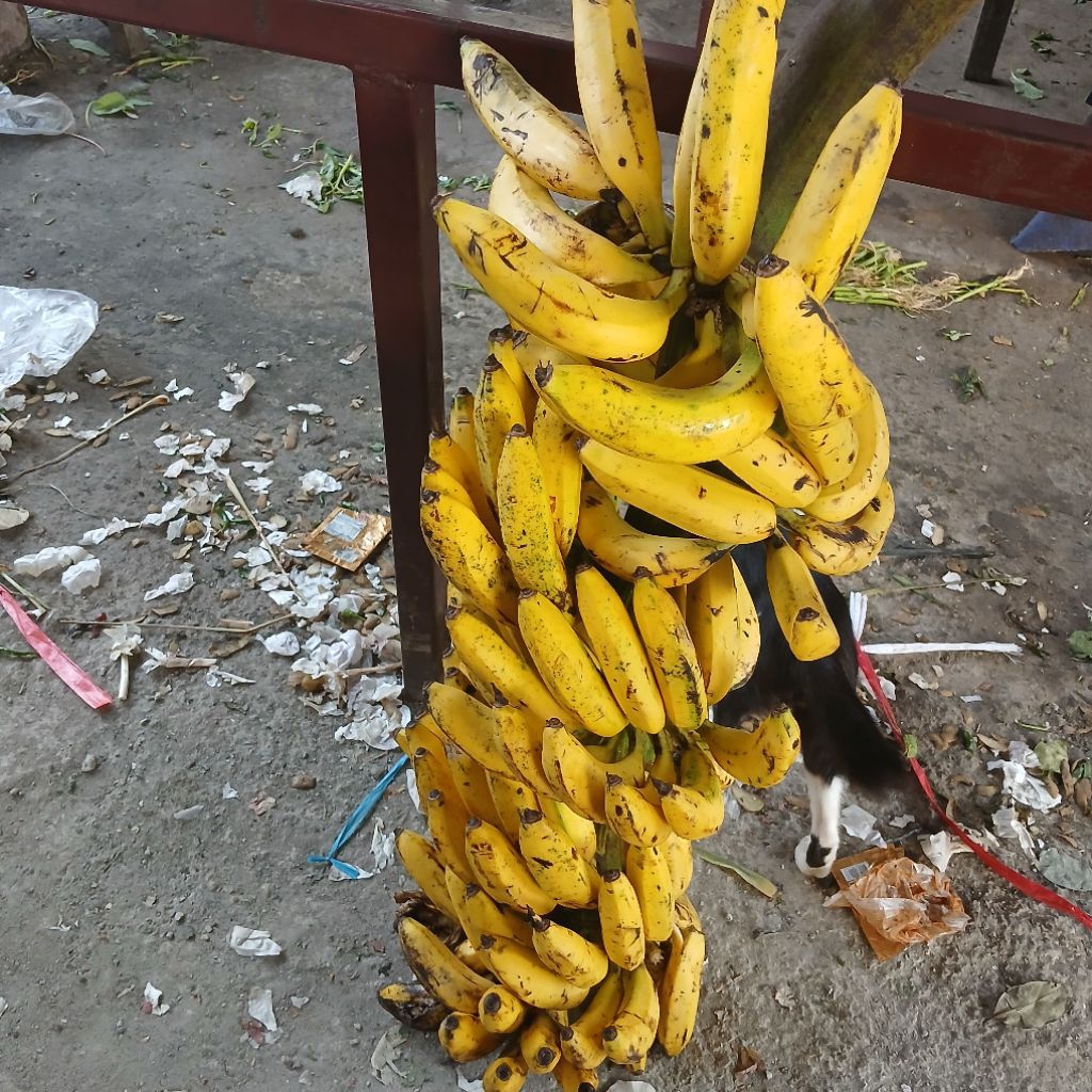 

PISANG ULI 1 TANDAN LEBIH MURAH
