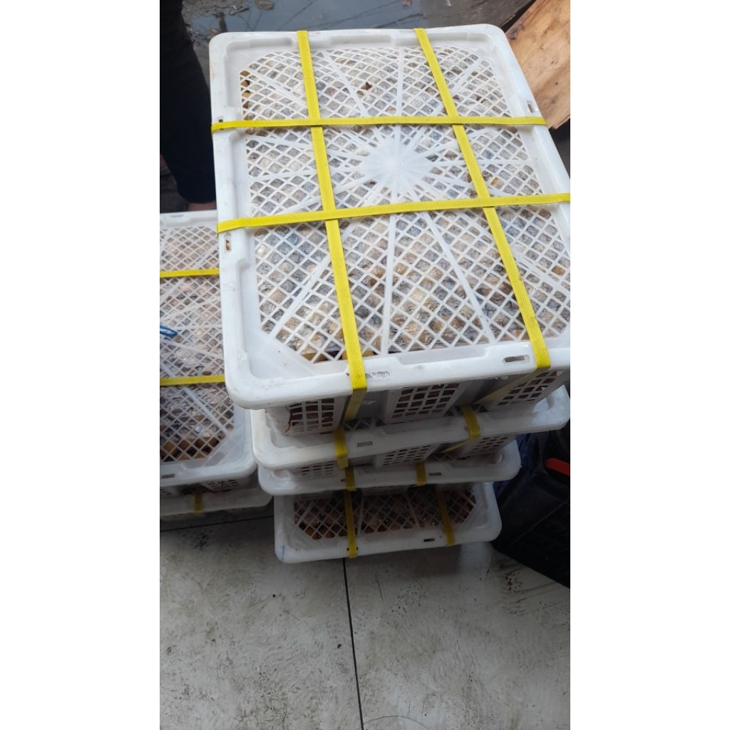 

lengkeng bangkok jumbo keranjangan