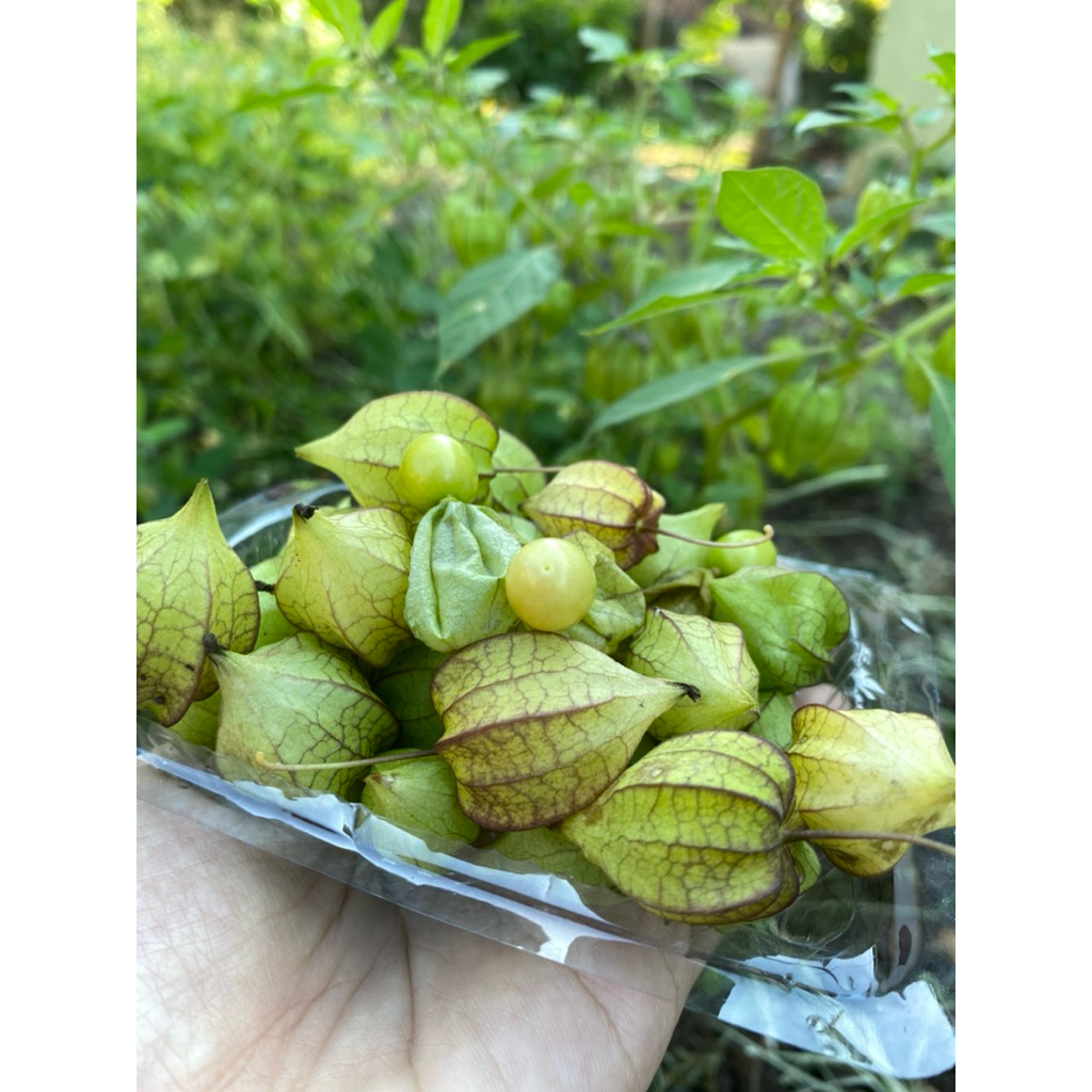 

Buah CIPLUKAN/ GOLDEN BERI segar langsung dari PETANI