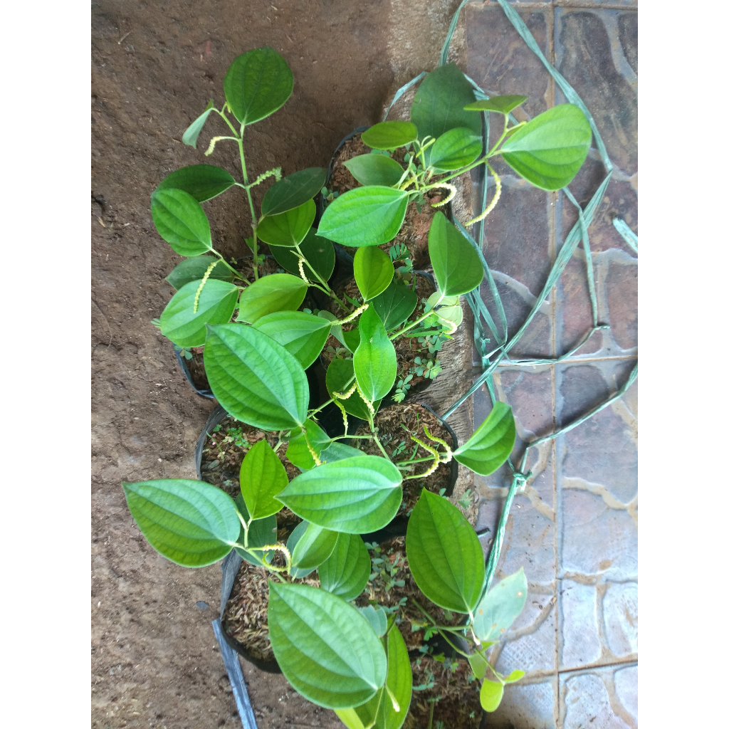 ISI 5 - Bibit Tanaman Lada Perdu / Merica Perdu - Siap Tanam