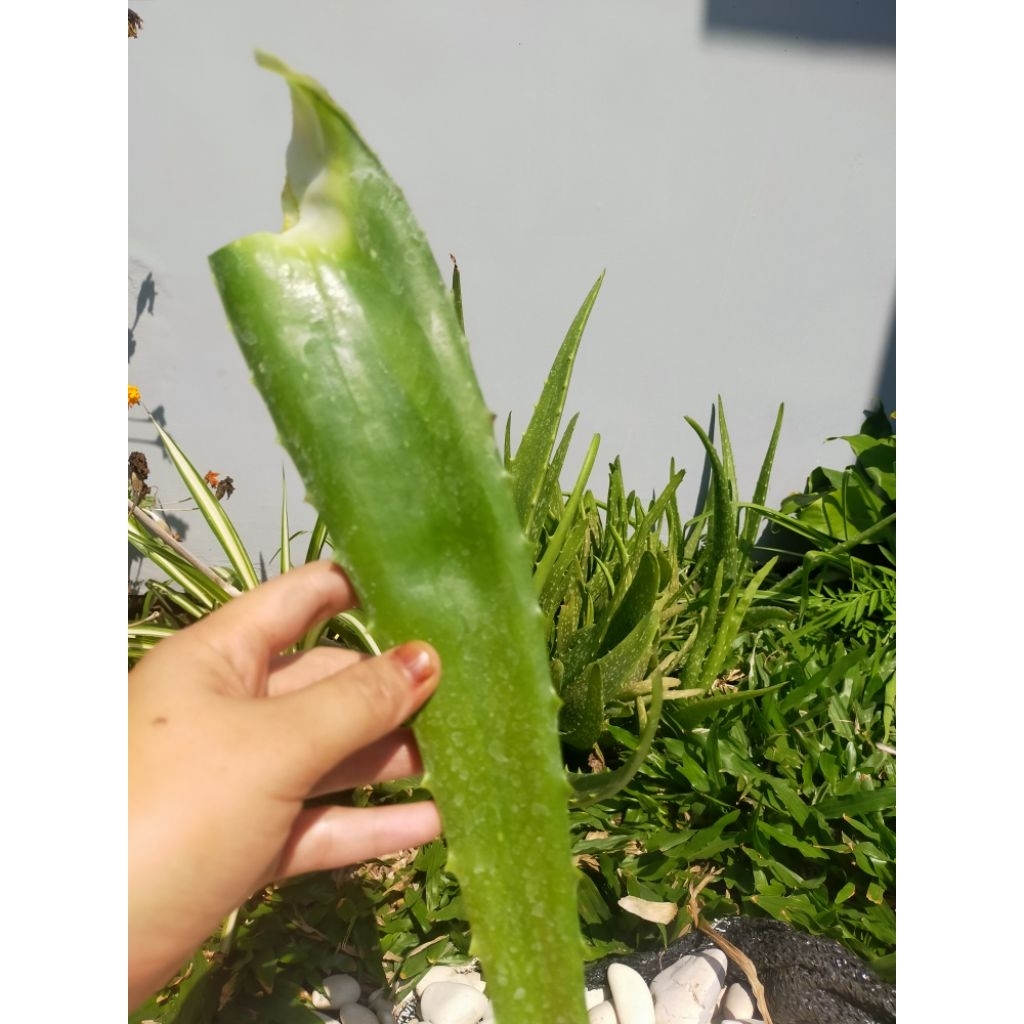 

Pelepah Lidah Buaya Sehat Fresh Jumbo