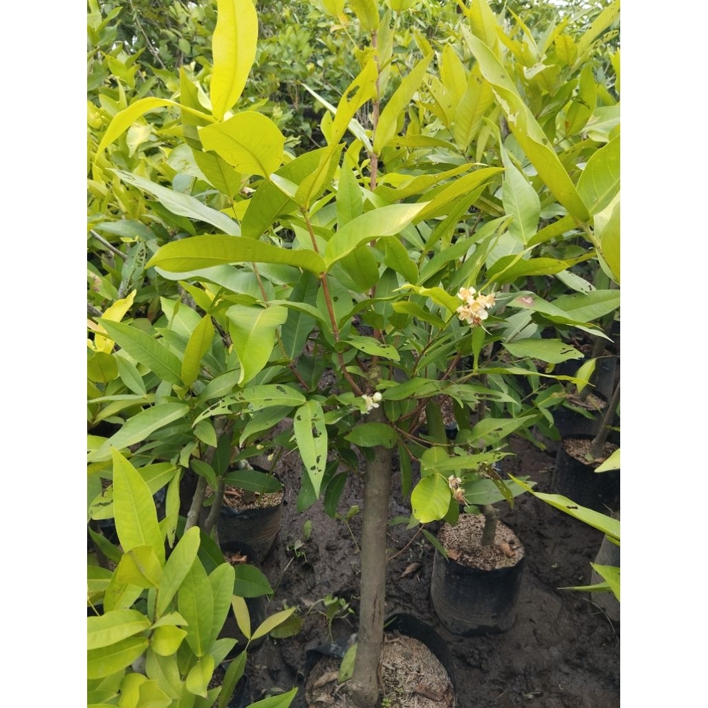 

deli dan citra batang gede