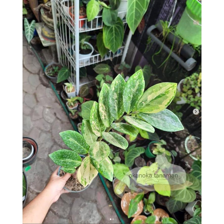zamia variegata + threeking