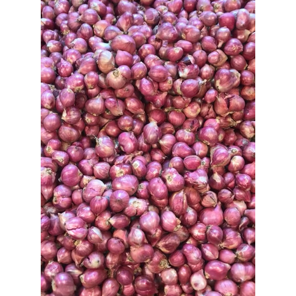 

BAWANG MERAH FRESSH SEGAR