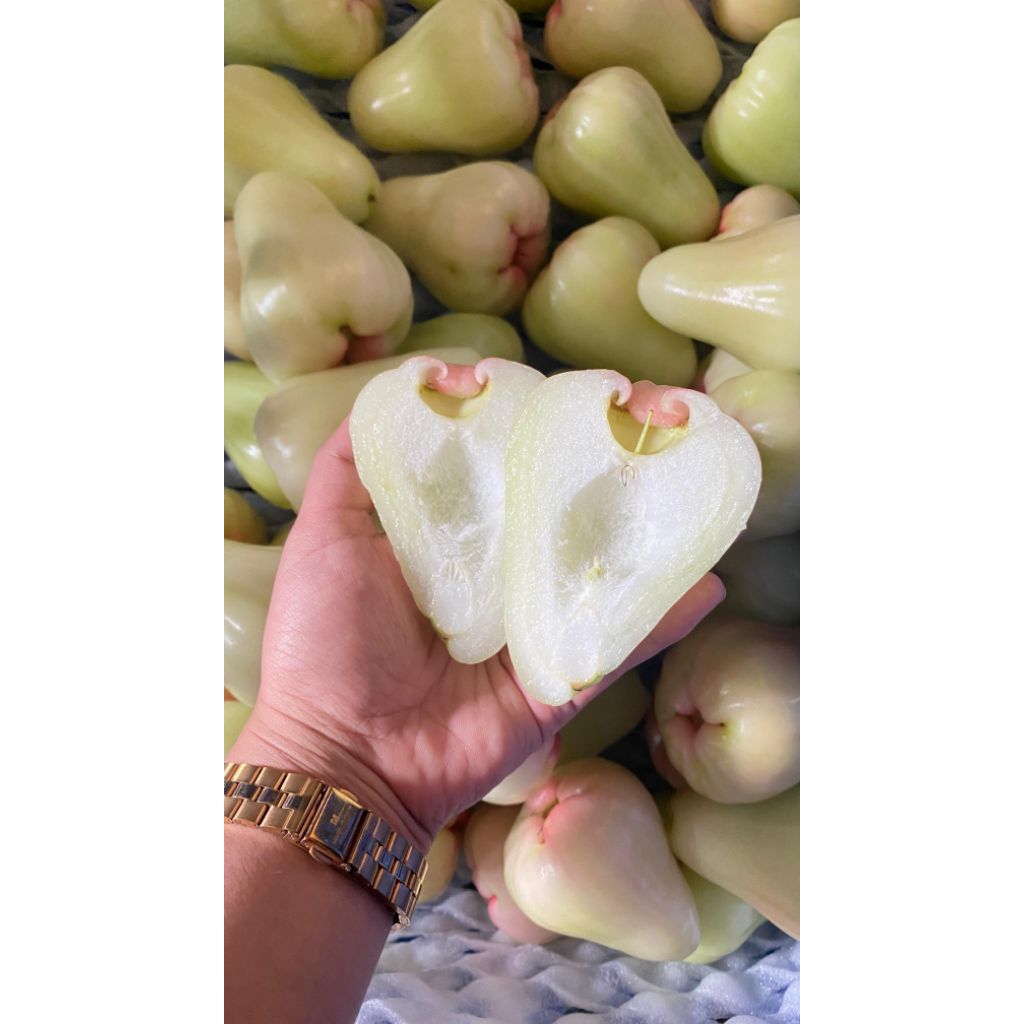 

jambu madu hijau 250gr