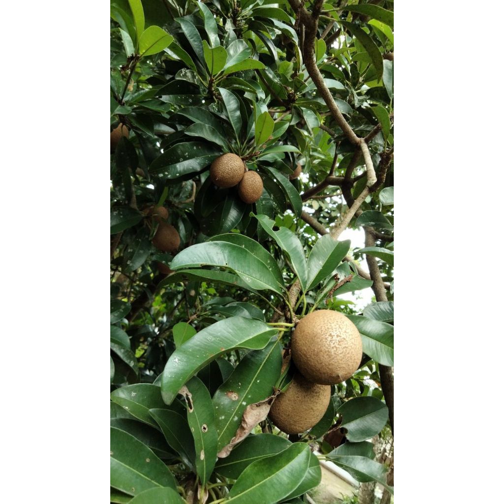 

daun sawo segar untuk herbal | produk pilihan