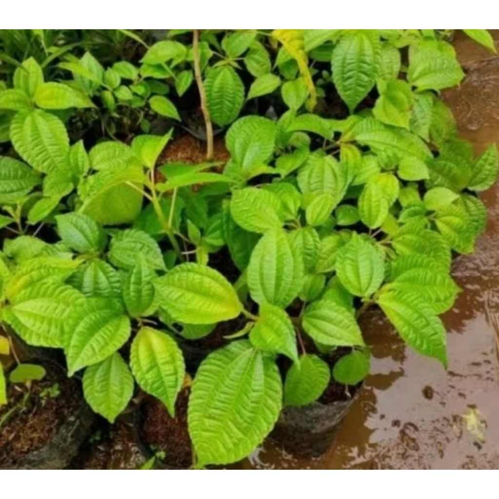 

BIBIT POHPOHAN LALAPAN