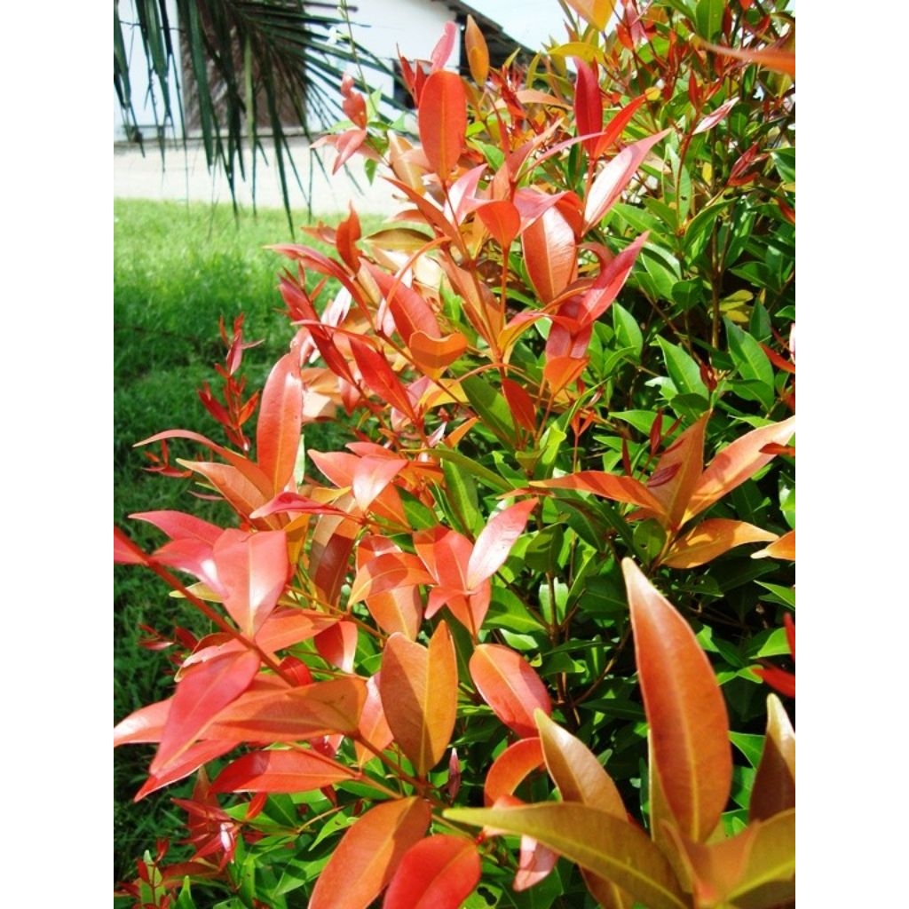 

Daun pucuk merah isi 50 pucuk pilihan