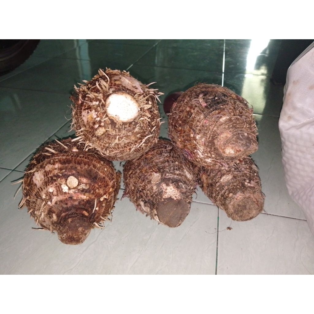 

TALAS BOGOR 15.000/KG