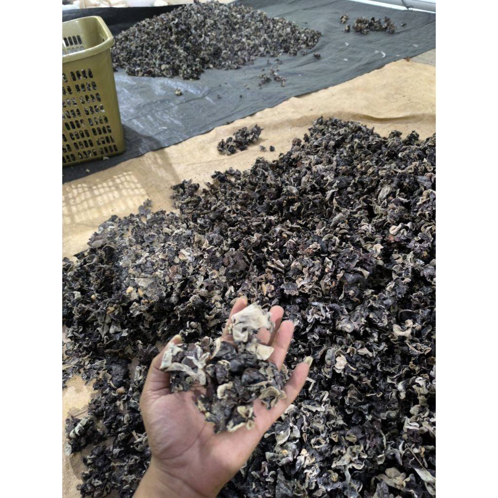 

jamur kuping kering 2kg curah murah gratis ongkir