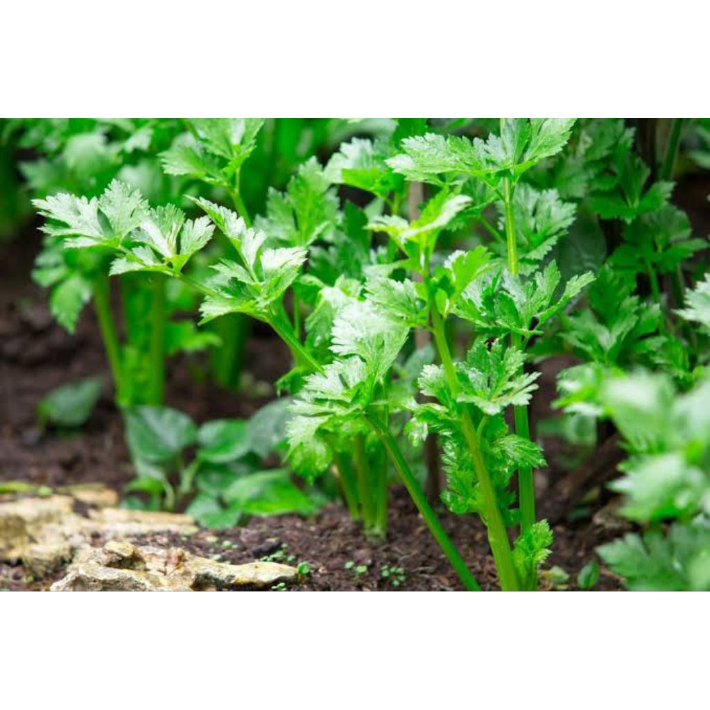 400 Benih Seledri Bibit Benih Biji Seledri Aneka Macam Bibit Benih Biji Seledri