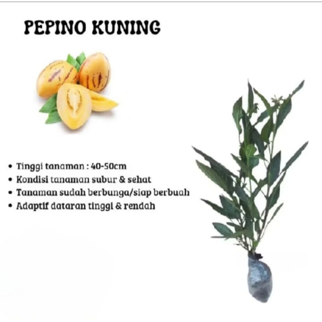 Bibit Tanaman Buah Papino Kuning/Papino Melon