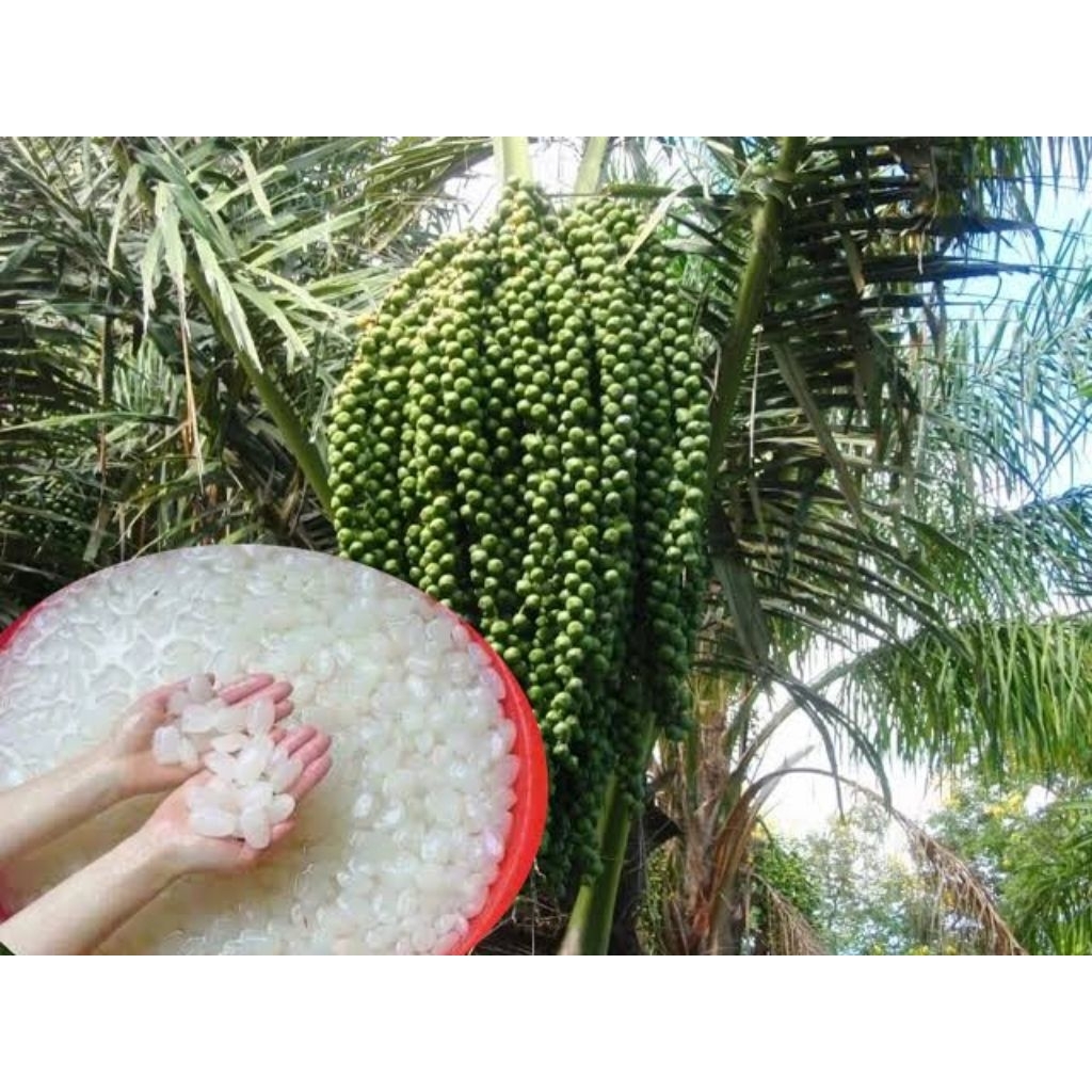 

KOLANG KALING ASLI POHON AREN KUALITAS SUPER 1KG