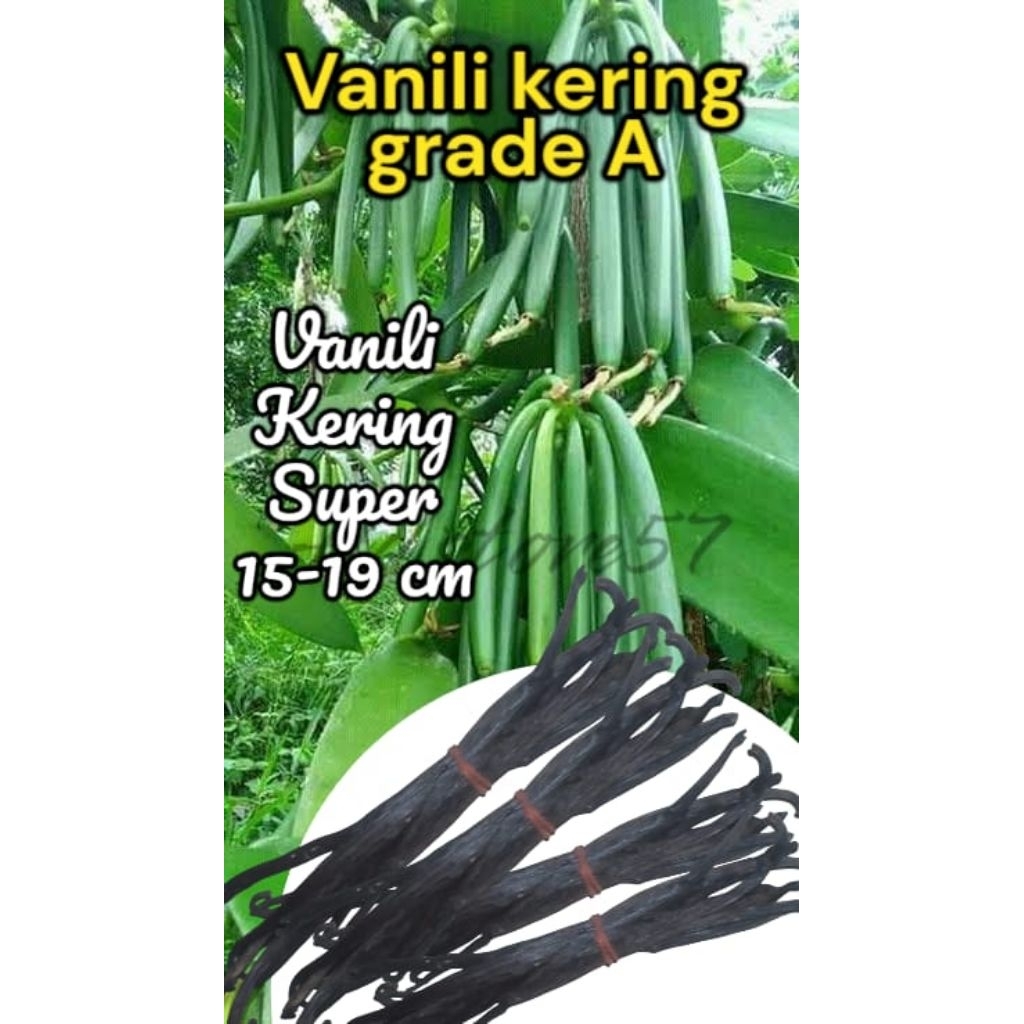 

VANILI KERING GRADE A KUALITAS SUPER 15-29cm