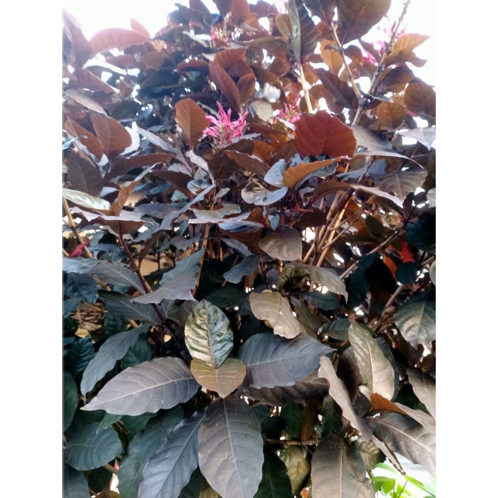 

Daun Ungu (Handeuleum) Segar 200 Gram (± 100 Lembar) | Herbal Alami | Obat Wasir