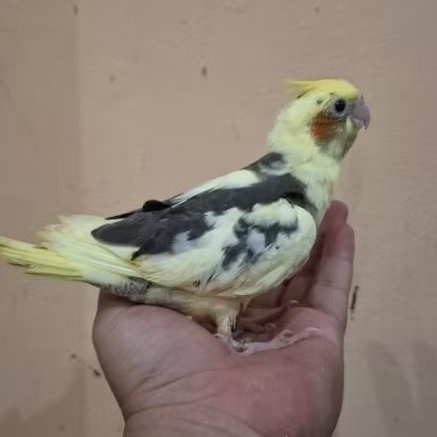LOLOHAN BABY FALK ANAKAN BURUNG PARKIT AUSTRALIA