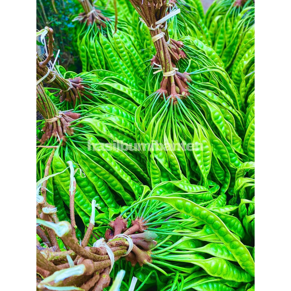 

PETE/PETAI PADI ISI 1 EMPONG ATAU 100 PAPAN LONJOR TUA SUPER