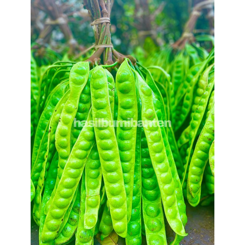 

PETE/PETAI TUA FRESH ISI 10 PAPAN LONJOR BARU PETIK