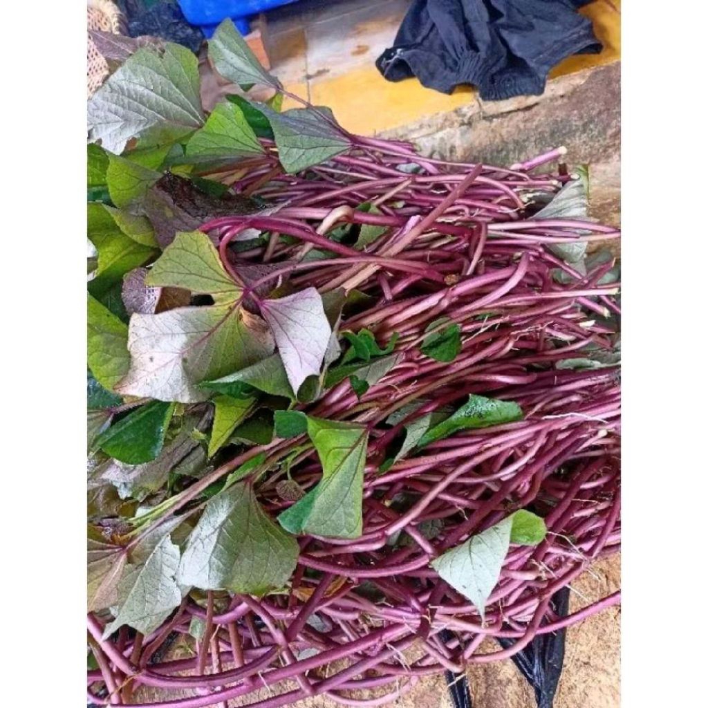 

Bibit tanaman ubi ungu/ubi jalar 1 kg