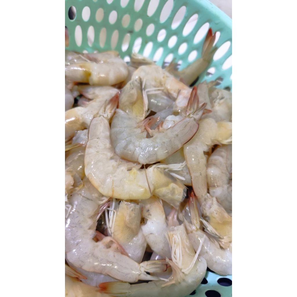 

Udang fresh segar per kg