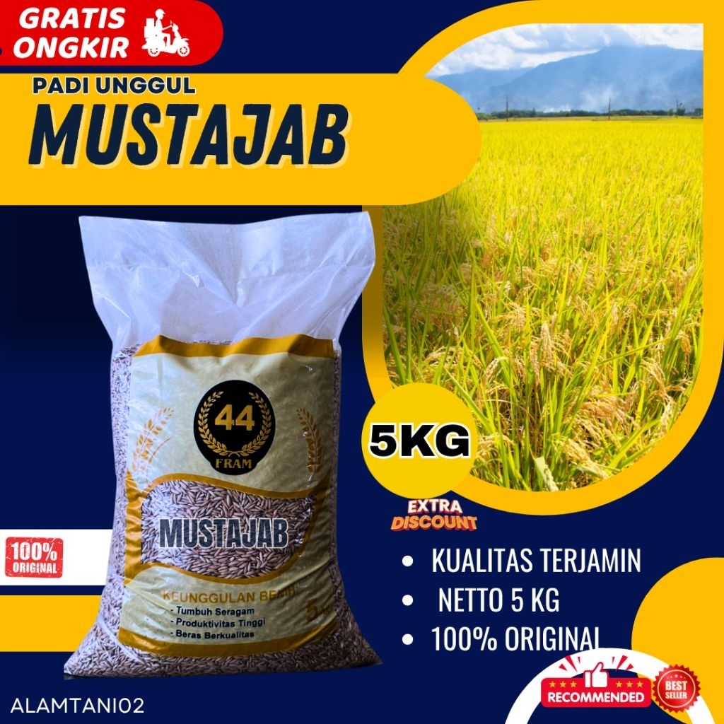 BIBIT PADI UNGGUL BERKUALITAS BENIH PADI MUSTAJAB 5KG