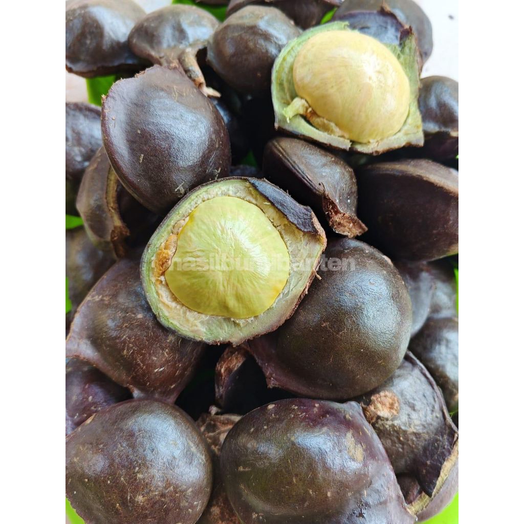 

JENGKOL MUDA CANGKANGAN 1 KG FRESH