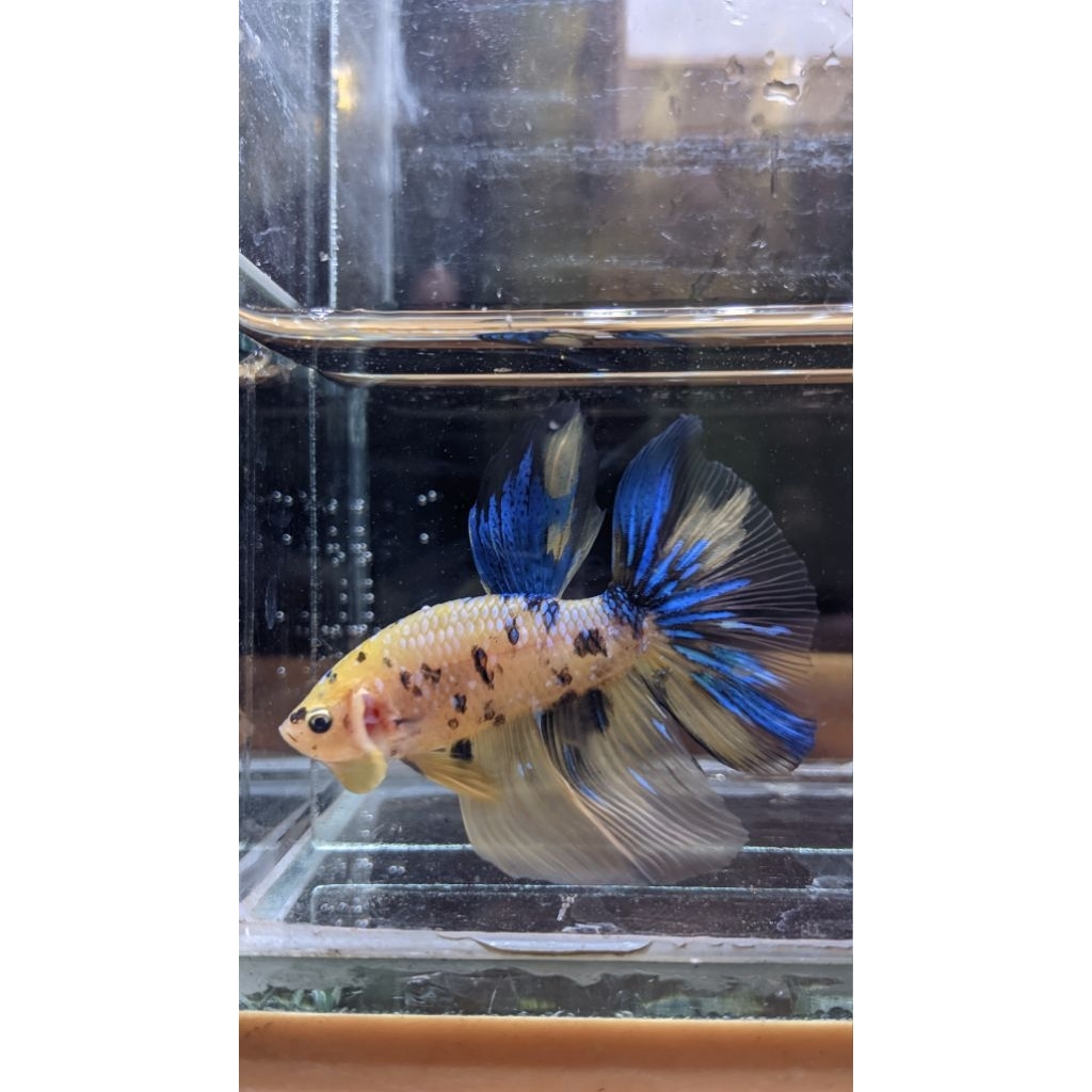 Cupang Halfmoon yellow base